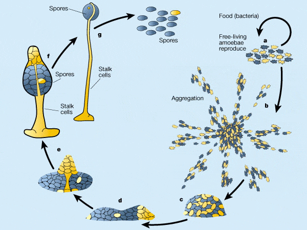 Жизненный цикл и социальный паразитизм у Dictyostelium