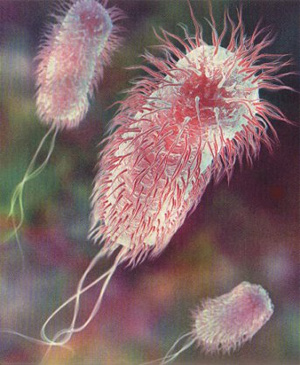 Е.coli