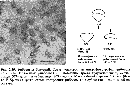 Клетка бактерий рибосомы. Структура рибосом бактерий. Рибосомы бактериального типа. Строение рибосомы бактериальной клетки. Рибосомы бактерий строение.