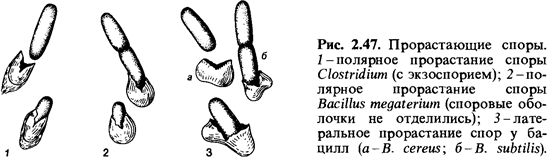 Условия прорастания спор